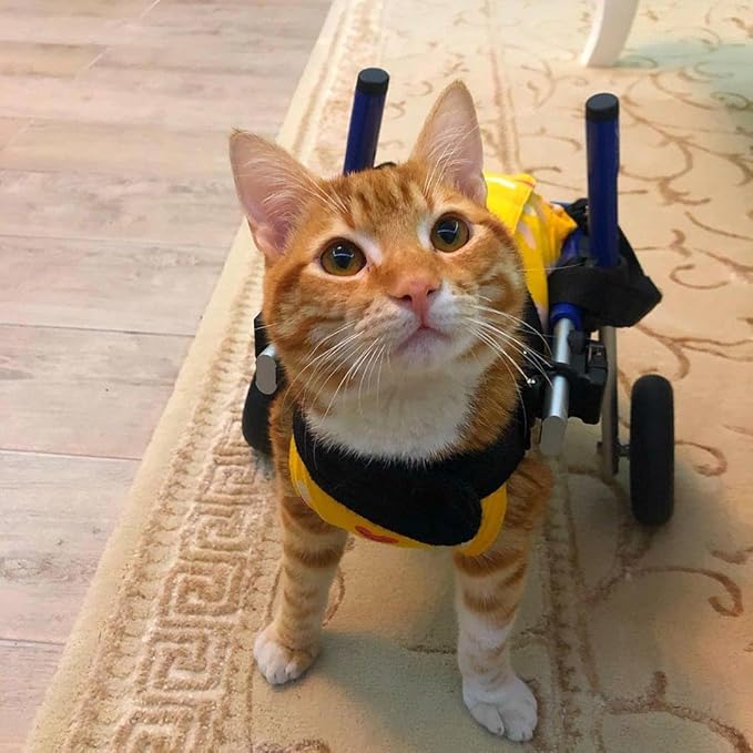 Walkin' Wheels Lightweight – for Small Cats 2 to 20 Pounds – Veterinarian Approved – Cat Wheelchair for Back Legs, for Cats 11-20 lbs, 9-13 inches Leg Height – Blue