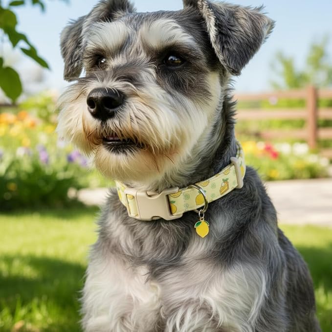 Dog Collar, Spring Summer Dog Collar with Yellow Lemon and Cute Charm, Pet Collar with Quick Release Buckle and Durable Fabric, Suitable for Medium Dogs