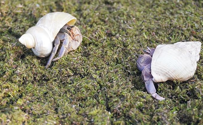 8oz Hermit Crabs Substrate, Ideal for Hermit Crab Supplies for Tank Habitat