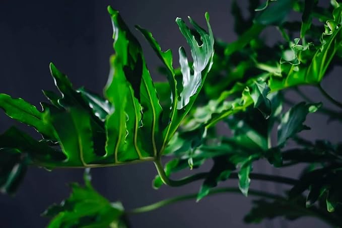Gardenera Split Leaf Philodendron Potting Mix - Retains Moisture and Prevents Root Rot - 5 Quart