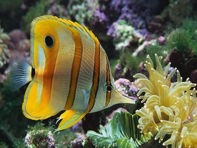 Aquatic Foods Inc. Marine Fish Flakes of Red & Green Algae, Seaweeds for Tangs, Butterflies, Angelfish, Anthias, Clown Fish, Damsels...WL 2oz Sm Jar