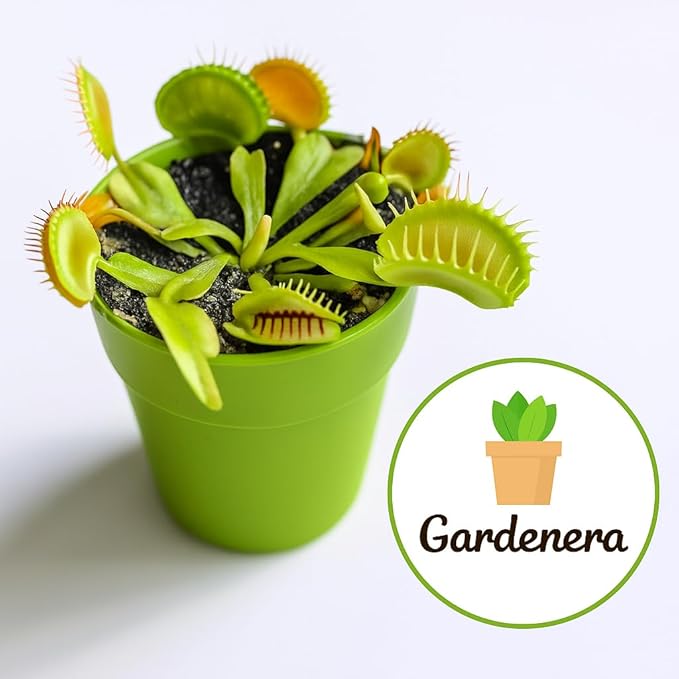 Gardenera Professional Carnivorous Plant Soil - Ready to Use for Venus Flytraps, Sundews, Pitcher Plants, Butterworts | Peat Moss, Coco Coir, Perlite - 3 Quart Bag