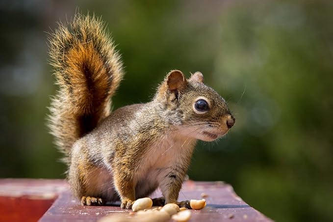 Wakefield Virginia Peanuts Bulk 45LB Bag Shelled for Squirrels, Birds, Deer, Pigs and a Wide Variety of Wildlife, Raw Peanuts/Bulk Nuts/Blue Jays/Cardinals/Woodpeckers