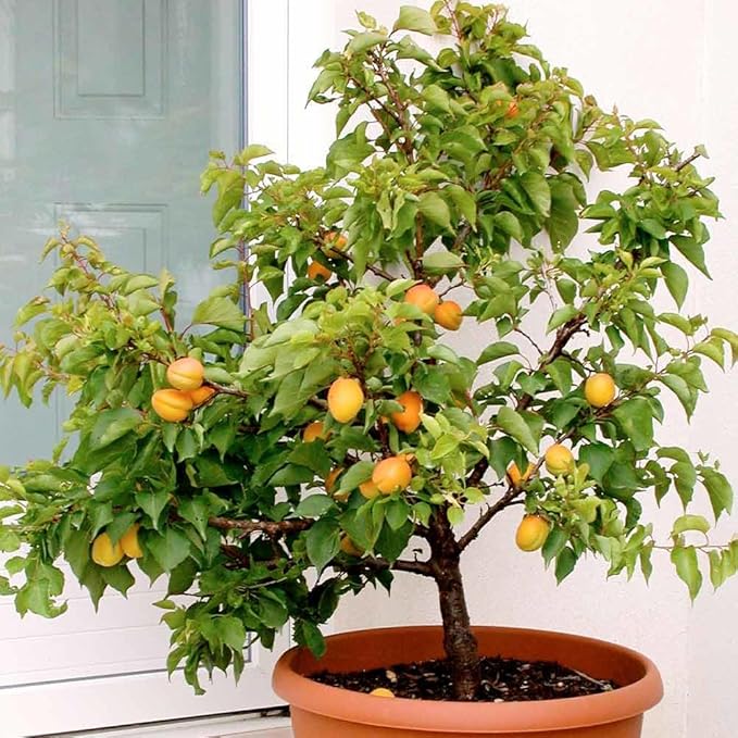 Gardenera Premium Apricot Potting Soil Mix - Ideal Nutrient Blend for Growing Robust, Flavorful, and Bountiful Apricots - 10 Quart