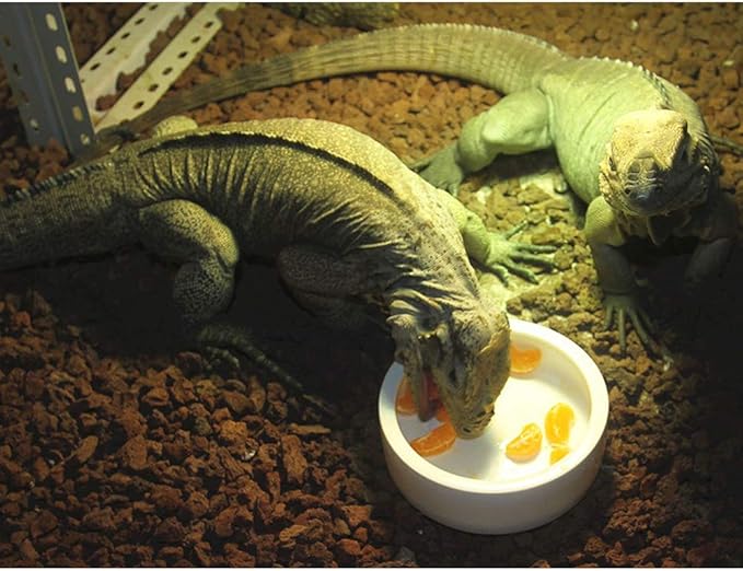 Reptile Food Water Bowl, 2 pcs Ceramics Worm Dish ,Anti-Escape Reptile Water Feeder ,Mealworm Bowl for Lizard Gecko Bearded Dragon, (S,M,L) (Large)