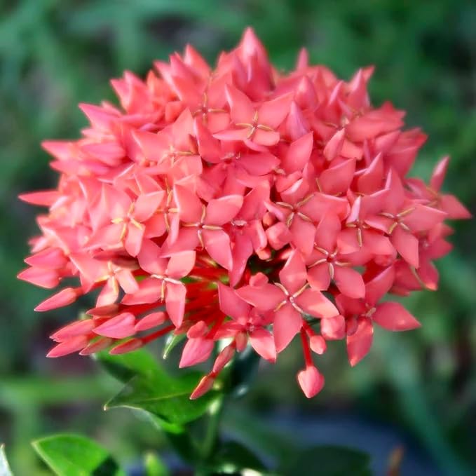 Premium Ixora Plant Soil Mix by Gardenera - Stimulate Growth and Elevate Colorful Blooms with Nourishing Formula - 5 Quart
