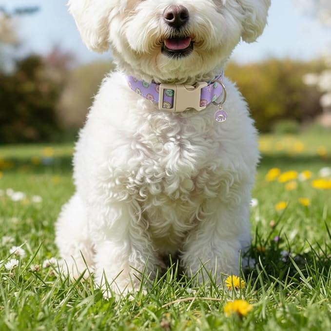Girl Dog Collar with Unique Purple and Donut Print, Cute Dog Collar for Spring & Summer, Adjustable Pet Collar for Medium Dogs