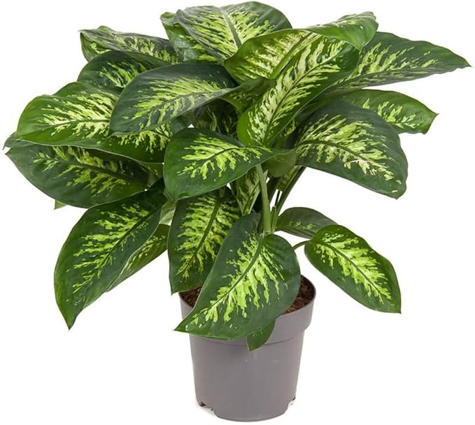 Gardenera Premium Dumb Cane Potting Soil Mix - Ideal Blend for Growing Robust and Healthy Dumb Cane Plants - 3 Quart