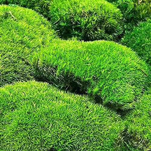 Preserved Pole Moss Pillow Bun Cushion Natural Green Decorative Real Natural Green DIY Kit Terrariums Gardenning Art Wall Decor Florist Decor Easter Table Decor Wedding(15.0 sq.ft., Green-B)