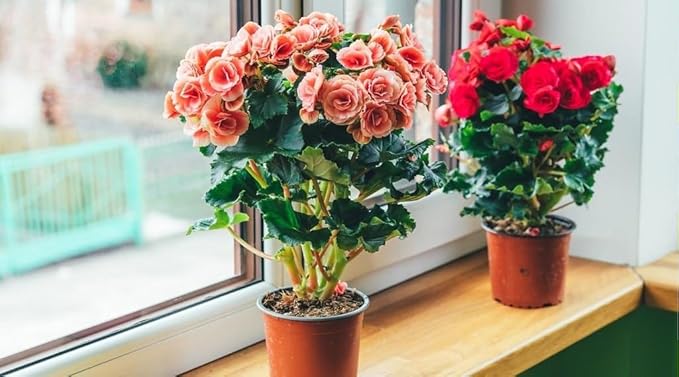 Premium Begonia Plant Soil Mix by Gardenera - Stimulate Growth and Elevate Flower Color with Nourishing Formula - 5 Quart