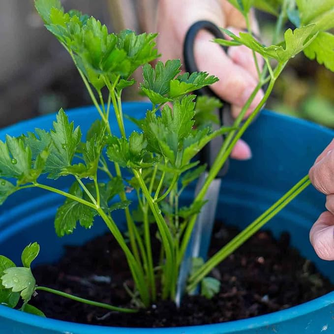 Gardenera Parsley Potting Mix - Promote Strong Roots and Culinary Excellence with Our Premium Blend - 4 Quart
