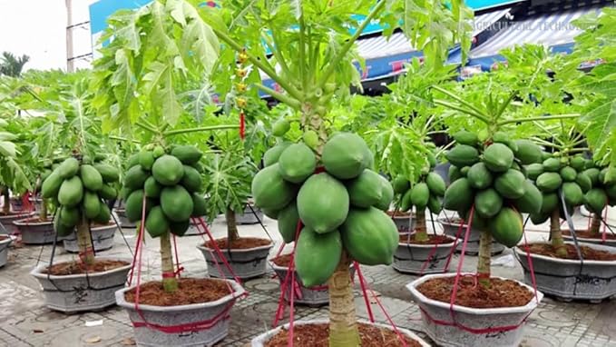GARDENERA Papaya Plant Potting Soil - Enhance Fruiting and Health with Professional Grade Nutrient-Rich Mix - 3 Quart
