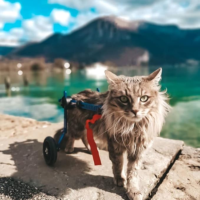 Walkin' Wheels Lightweight – for Small Cats 2 to 20 Pounds – Veterinarian Approved – Cat Wheelchair for Back Legs, for Cats 2-10 lbs, 6-8 inches Leg Height – Blue