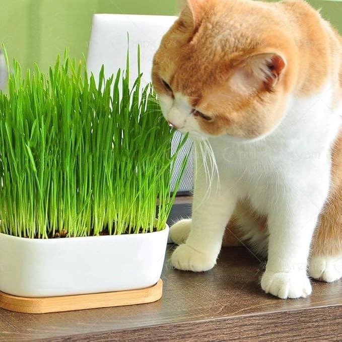 Gardenera Cat Grass Growing Medium - Provide Your Cat with a Fun and Healthy Source of Greens - 10 QUARTS