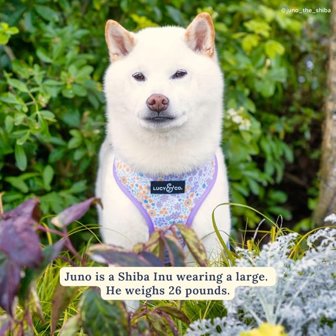 Lucy & Co. Cute Reversible Dog Harness Walking Halter - Best Designer Pet Harnesses for XS - XL Dogs - Padded Adjustable Vest for Easy Walking (X-Small, Among The Wildflowers - Purple Floral)