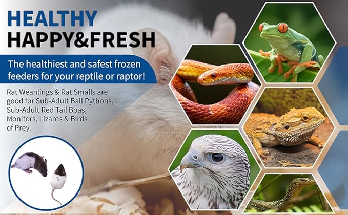 MiceDirect EST. 2003 30 Frozen Rat Combo Pack 15 Rat Weanlings and 15 Rat Small Feeders Snake Food for Juvenile Ball Pythons and Monitors (3.5-6 in)(1125 Grams Min)