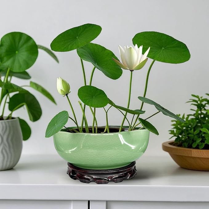 MUZHI Green Ceramic Water Lotus Flower Bowl Planter with Solid Wood Tray, Elegant Hole-Free Ice Crack Hydroponic Water Lily Bowl Pot with Stand 7.8”