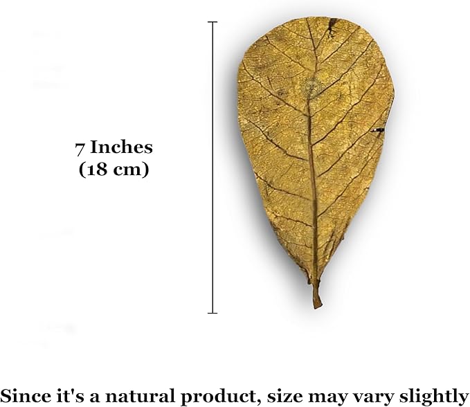 SunGrow 10 Pack Large Hermit Crab Catappa Indian Almond Leaves, 7-9 inches Long, Dried Leaves for Added Humidity, Delicious Crab Treat and Source of Cellulose