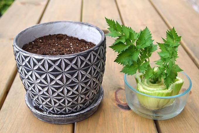 GARDENERA Premium Celery Potting Soil Mix - Optimal Nutrient-Rich Blend for Thriving and Crisp Celery Plants - 5 Quart