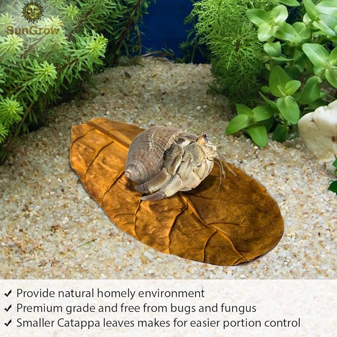 SunGrow 50 Pcs Hermit Crab Catappa Indian Almond Leaves, 2 inches Long, Mini Dried Leaves for Added Humidity, Delicious Crab Treat and Source of Cellulose