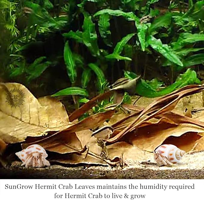 SunGrow 10 Pack Large Hermit Crab Catappa Indian Almond Leaves, 7-9 inches Long, Dried Leaves for Added Humidity, Delicious Crab Treat and Source of Cellulose