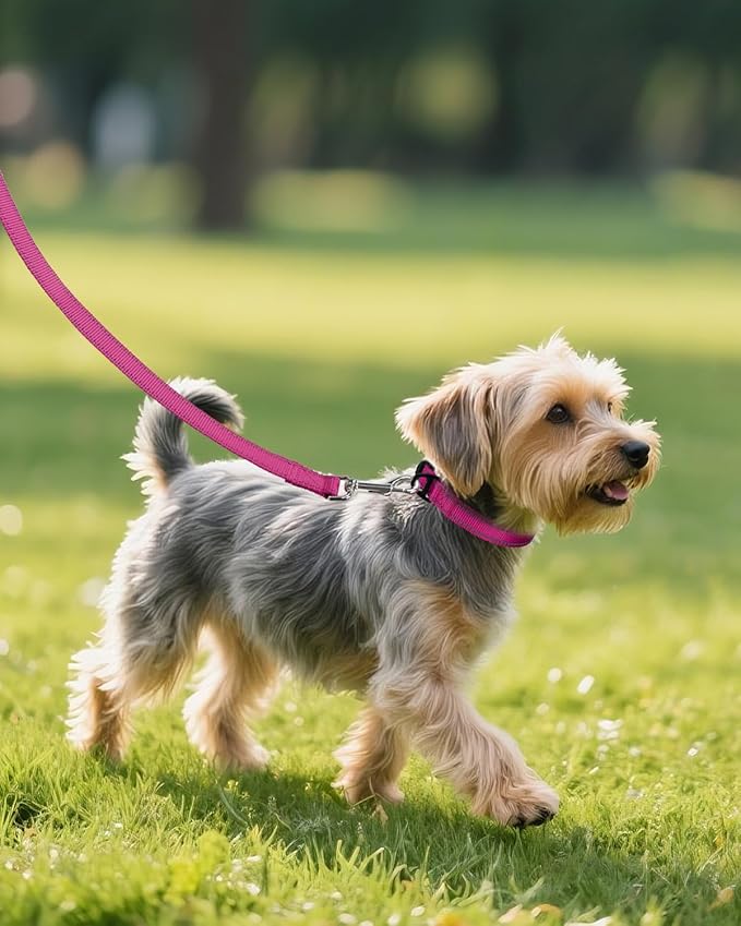 Joytale Small Dog Collar, Reflective and Adjustable Nylon Collar with Quick-Release Buckle, Lightweight No-Choke Design for Small Dogs, Hotpink, 3/4" Width