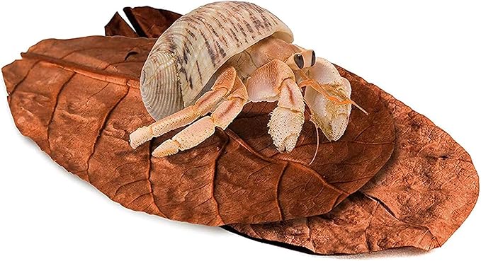SunGrow 10 Pack Large Hermit Crab Catappa Indian Almond Leaves, 7-9 inches Long, Dried Leaves for Added Humidity, Delicious Crab Treat and Source of Cellulose