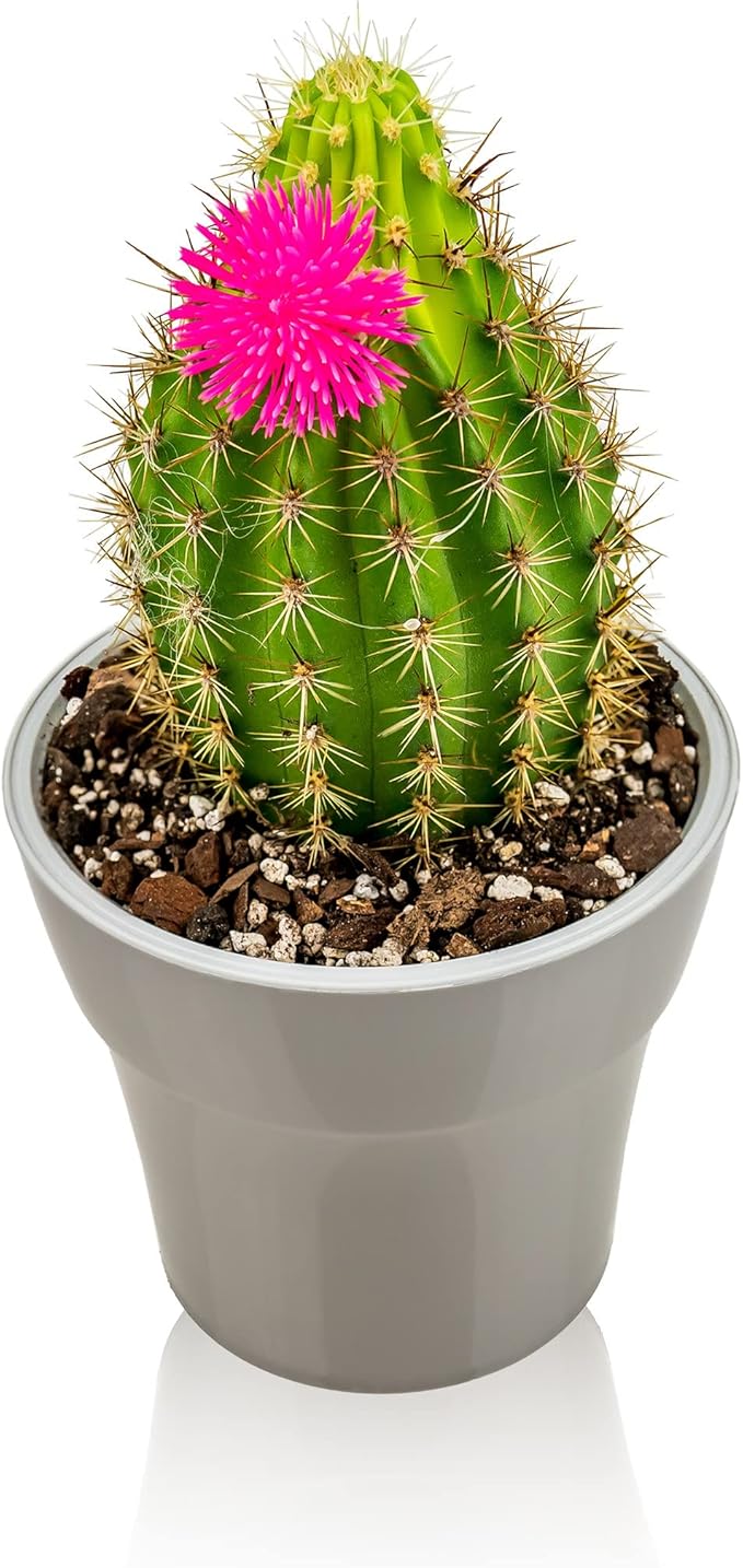 Gardenera Professional Succulent Soil Premium All Purpose Blend | Pre-Mixed Ready to Use for Cactus and Succulents | Sphagnum Peat Moss, Perlite, New Zealand Pine Bark - Made in USA - 3 Quart