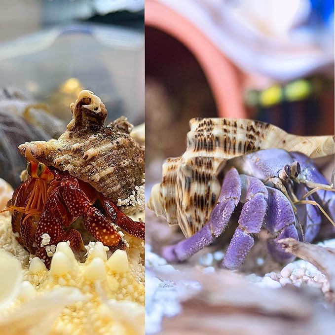 5Pcs Large Hermit Crab Shells Natural Sea Conch Size: 3"-3.5" Turbo Seashells for Hermit Crab Supplies Hermit Crab House for Décor No Paint or Dye