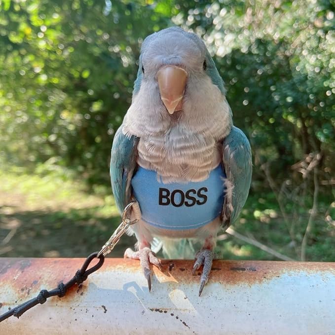 Bird Flight Harness Vest, Parrot Flight Suit with Leash, Bird Flying Clothes with Rope and Handle for Outdoor Activities (2M)