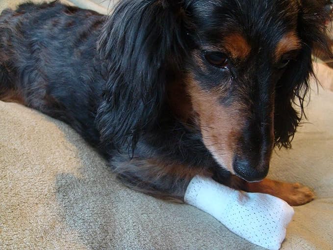 Medimitt Paw Bandages for Dogs, Cats and Pets – Stretchy Medical Booties, First Aid for Paws – Non Slip, Non Adhesive, Breathable, Disposable, Washable, Adjustable Strap, Value Pack (2XS 12-Pack)