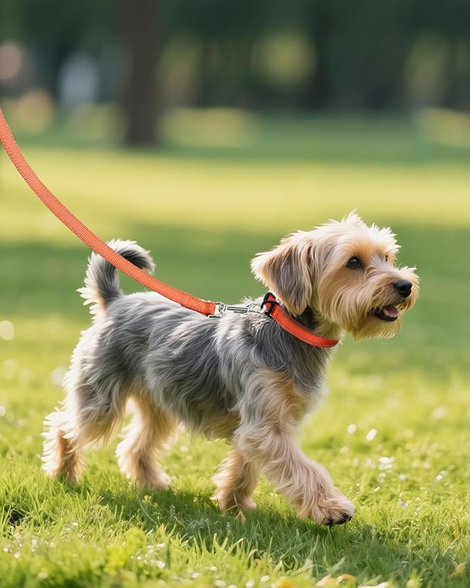 Joytale Small Dog Collar, Reflective and Adjustable Nylon Collar with Quick-Release Buckle, Lightweight No-Choke Design for Small Dogs, Orange, 3/4" Width