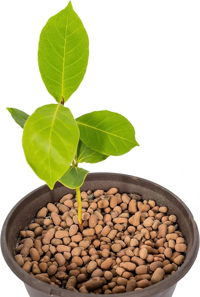 Gardenera Expanded Clay Pebbles for Plants – 4mm-16mm LECA Balls | 100% Natural Hydroton Clay for Drainage, Hydroponics, Aquaponics, Terrariums, Orchids & Indoor Plant Growing Medium - 3 Quarts