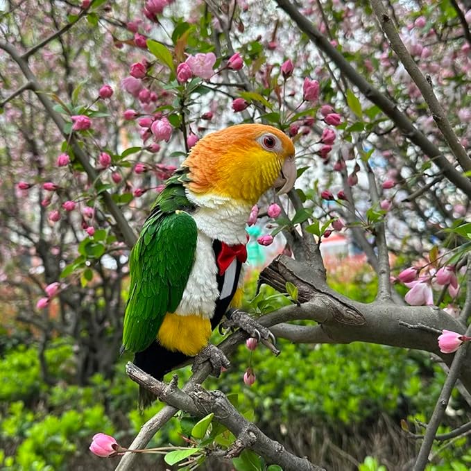 Bird Diapers Bird Harness Tuxedo Flight Suits with 80in Flying Leash Parrot Nappy with Waterproof Inner Layer Urine Wet Suite for Cockatiel Conure Parakeet Macaw Budgie-Black,XL
