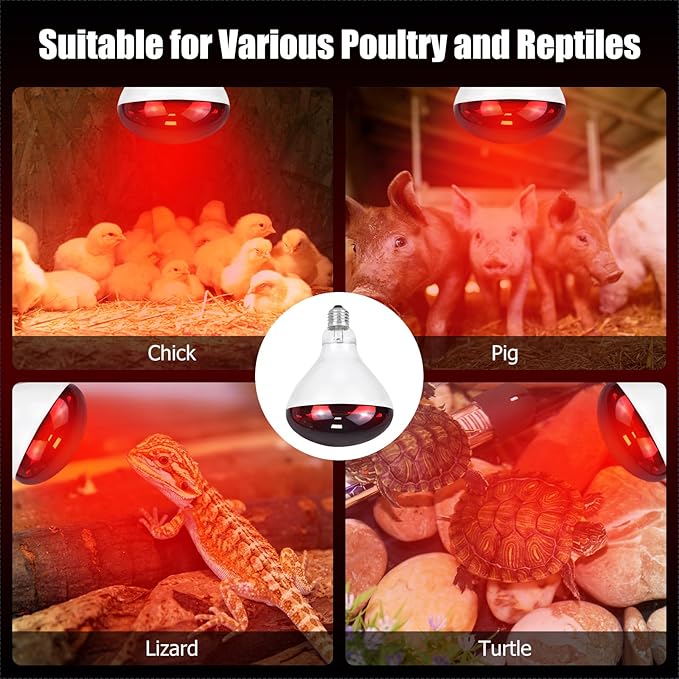 250W Infrared Heat Lamp for Chicken, Red Heat Light Bulb R125 2 Pack, Heat Lamp Bulb for Chick Croop, Reptiles, Pets, Food