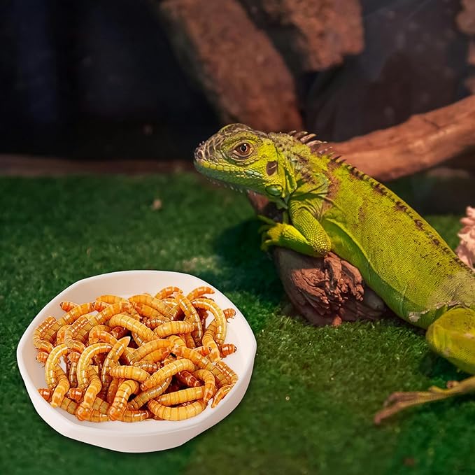 COMSUN 4 Pack Small Reptile Food Dish Bowl, Plastic Worm Water Dish Plate for Lizard Gecko Bearded Dragon Chameleon 4" W x 4" D x 0.5" H, White and Grey