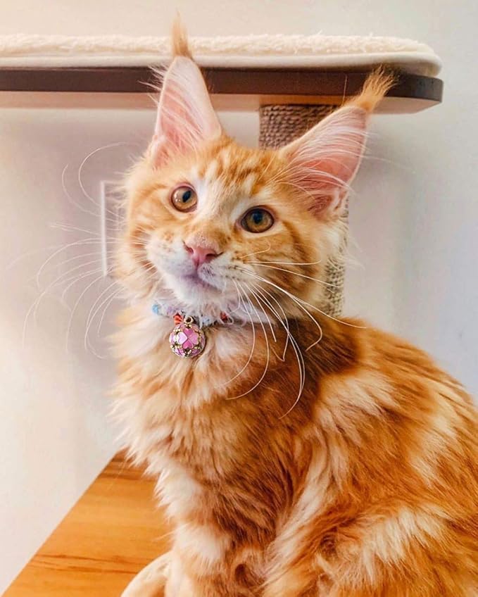 PetSoKoo Four-Leaf Clover Cat Collar with Bell Breakaway Buckle. Japanese Chirimen,Cute Kitten Collar for Girl Boy Cat
