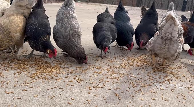 kimoe Non-GMO Bulk Dried Mealworms 5lbs Bag for Chickens, Ducks & Wild Birds — 100% Natural High-Protein Feed to Boost Egg Production, Feather Health & Immunity
