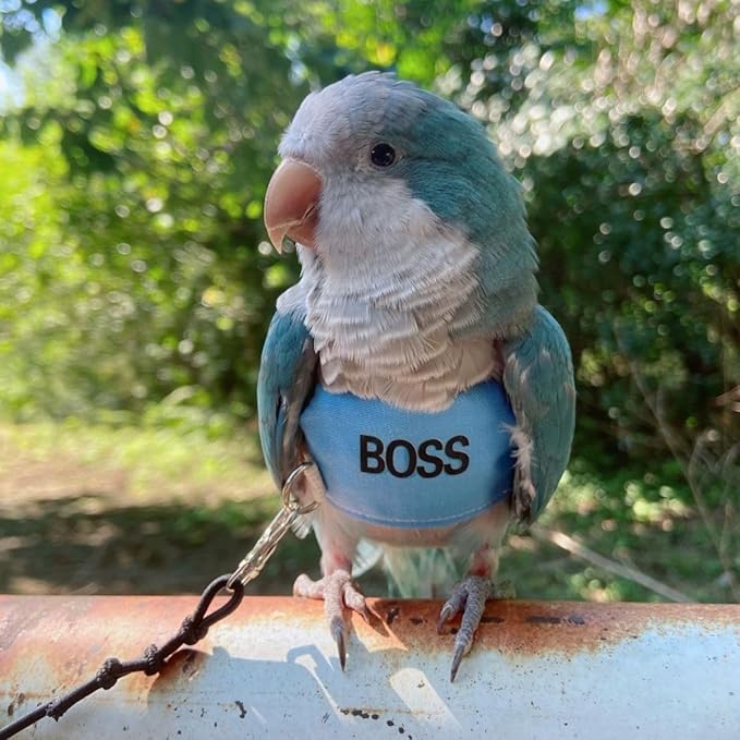 Bird Flight Harness Vest, Parrot Flight Suit with Leash, Bird Flying Clothes with Rope and Handle for Outdoor Activities (2XL)