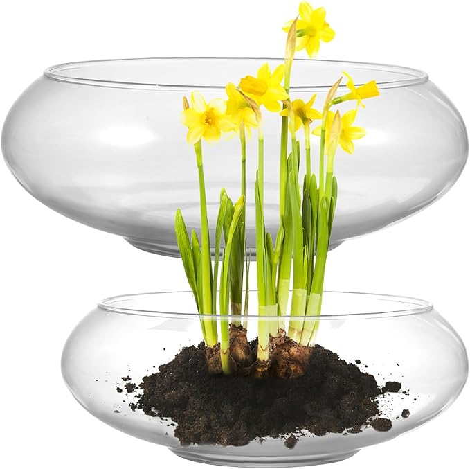 BESPORTBLE Glass Fish Bowl Vase - 2pcs Clear Shallow Bowl Planter Round Terrarium Hydroponic Planter Flower VAE for Plants Succulent Air Plant Candy Bowl, 15.00X15.00X6.00CM