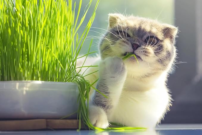 Gardenera Cat Grass Planting Mix - Cultivate Nutritious Grass for Your Beloved Kitty - 4 QUARTS
