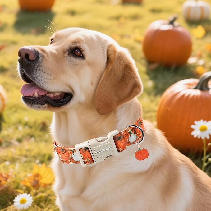DOGWONG Fall Pumpkin Dog Collar- Cute Daisy Pumpkin Dog Collars Adjustable Orange Halloween Thanksgiving Dog Collar for Small Medium Large Dogs M