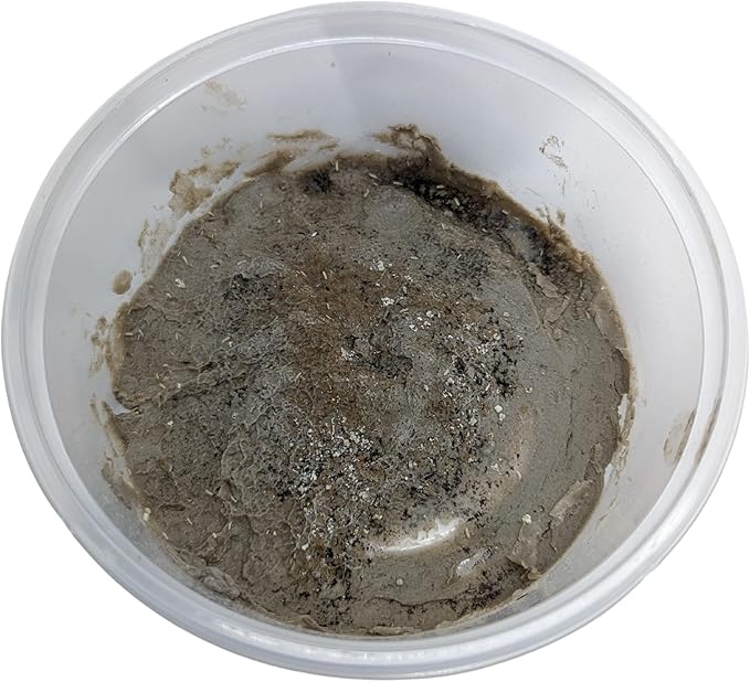 Live Springtail Cultures - Great for Terrariums, Vivariums, and More - Microfauna for Bioactive Reptile & Amphibian Cages (Clay Culture (New Option))