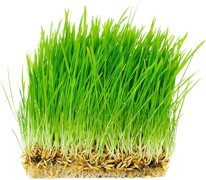 Thunder Acres Non GMO, Certified Organic, Oat Seed (5 lb.)