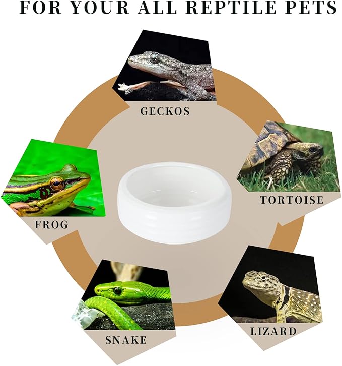Reptile Food Bowls Ceramic Round Reptile Water Food Dish, Pet Food Bowl for Lizards, Small Snakes, Young Bearded Dragons, Gecko Tortoise Spider (White, Medium-1Pack)