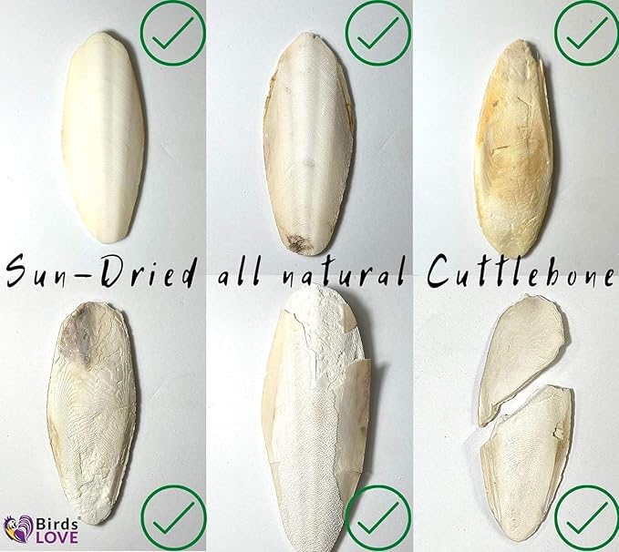 Birds LOVE Natural Cuttlebone | 100% Pure Sun-Dried Calcium Supplement for Birds, Tortoises, Snails & Crabs | Supports Beak & Shell Health | Easy to Chew | 6 Pack, Size 5.5 to 6"