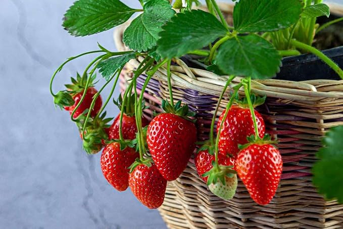 Gardenera Strawberry Premium Potting Soil Mix - Ideal Blend for Growing Robust and Flavorful Strawberries - 4 Quart