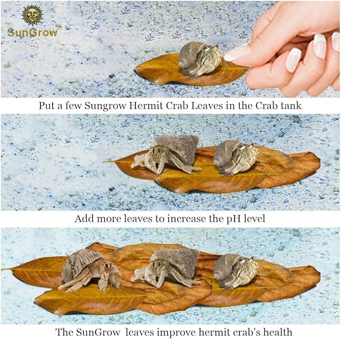 SunGrow 10 Pack Large Hermit Crab Catappa Indian Almond Leaves, 7-9 inches Long, Dried Leaves for Added Humidity, Delicious Crab Treat and Source of Cellulose