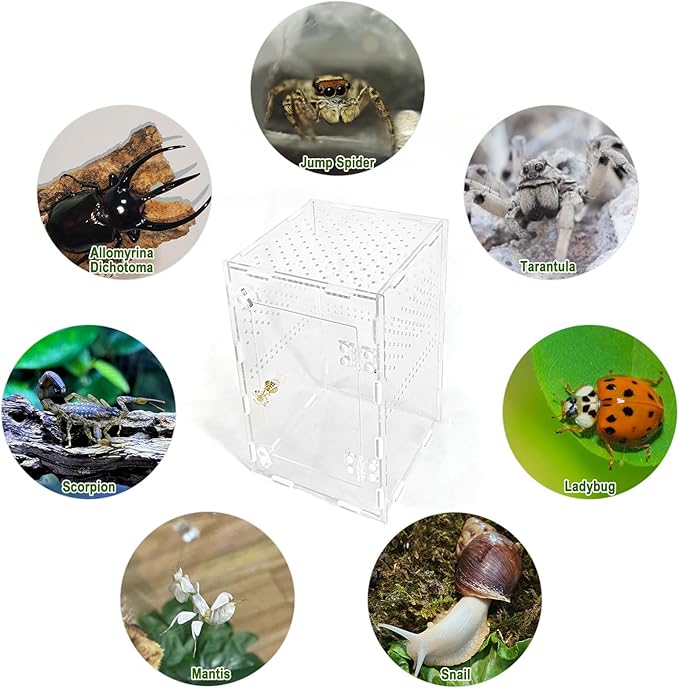 Acrylic Jumping Spider Enclosure Box: 10x6x6 Inch Transparent Habitat with Ventilation Holes, Escape-Proof Terrarium for Reptile Pet, Easy to Clean & Observe