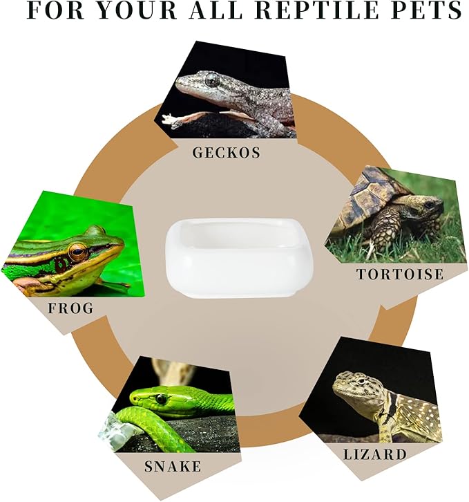 Reptile Food Bowls Ceramic Square Reptile Water Food Dish, Pet Food Bowl for Lizards, Young Bearded Dragons, Small Snakes, Gecko Tortoise Spider (White, Medium-2Pack)
